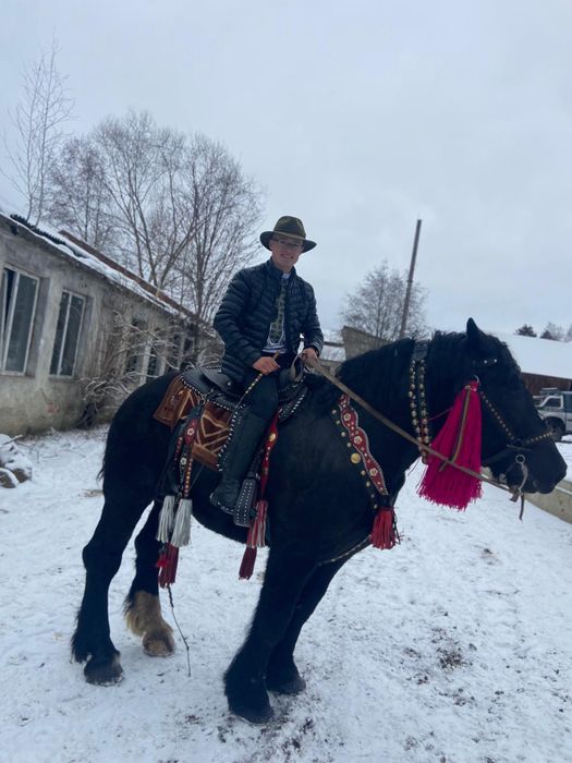 Harmăsar de 5 ani, trăsură garantată