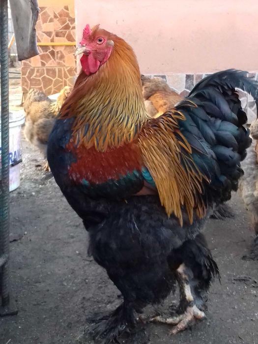 vand  gaini Brahma potarnichiu,  Herminat deschis