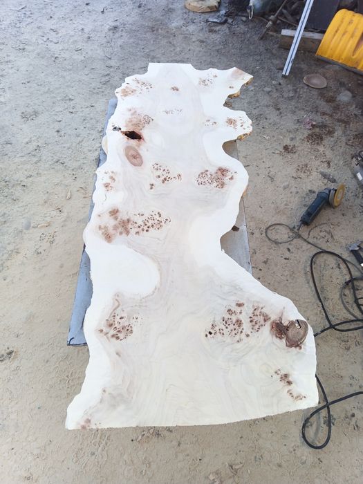 Blaturi plop negru bubos