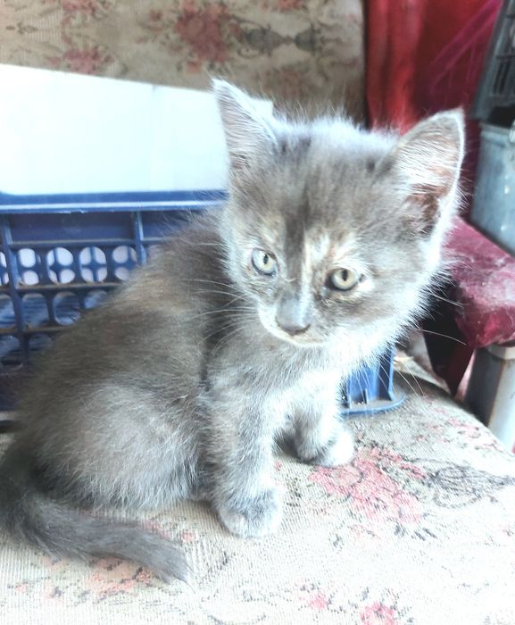 Отдам Котёнка. Девочка серая.