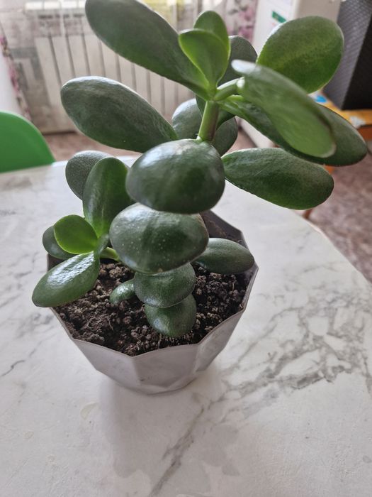 Продам  комнатные цветочки