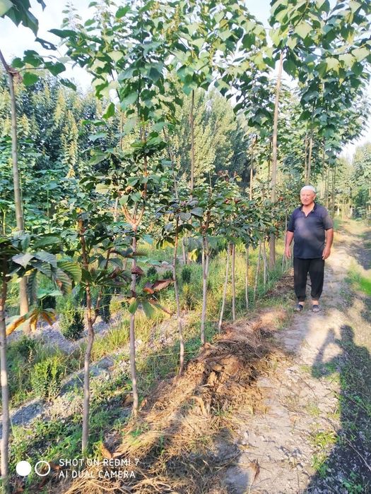 Продается активатор почвв, оздоравливающий землюсаженцы дерева Павловн