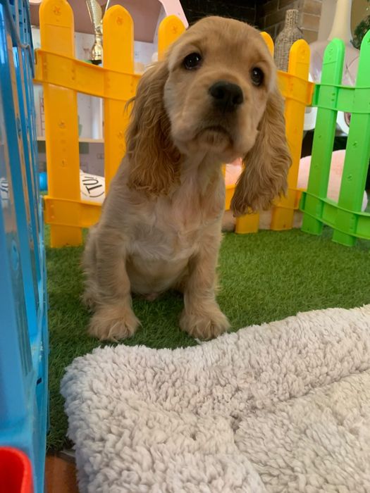 Băiețel Cocker spaniel auriu