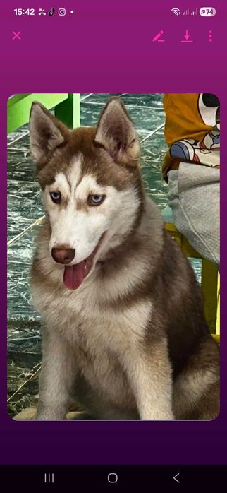 Husky siberian rasă pură