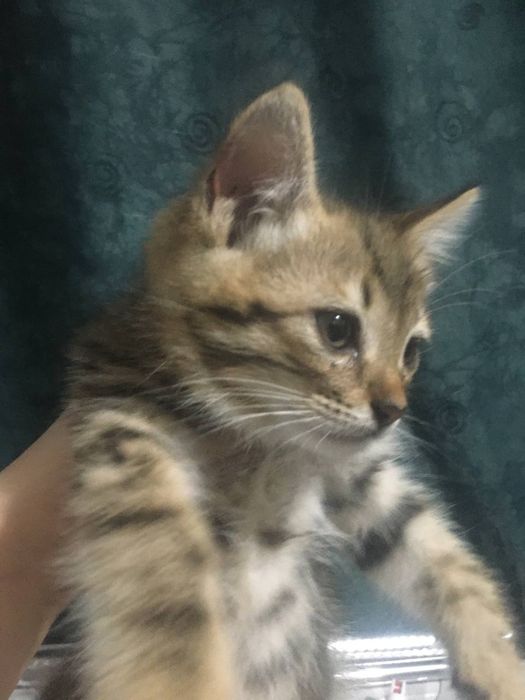 котята 2 мес в хорошие руки