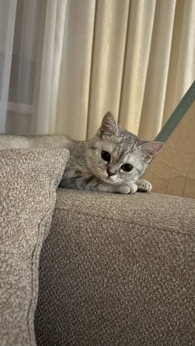 ШОТЛАНДСКАЯ Кошка за 20.000