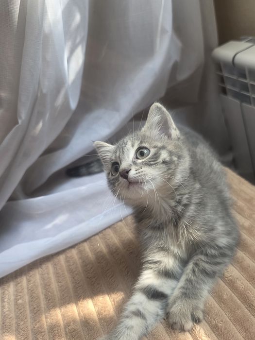 Отдам котёнка в хорошие руки
