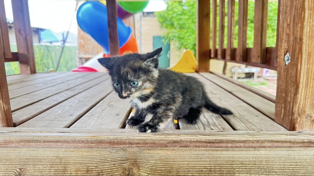 Мимимишные котята