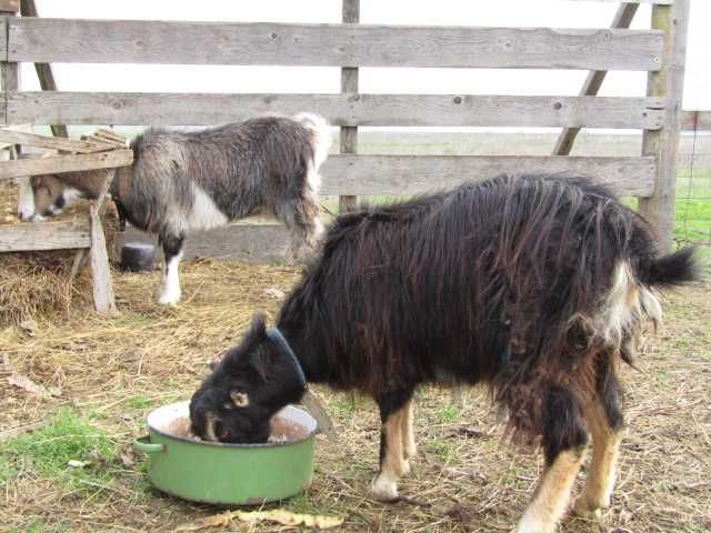 2 capre romanesti ciure si ciunte, tinere de 19 luni ca vârstă