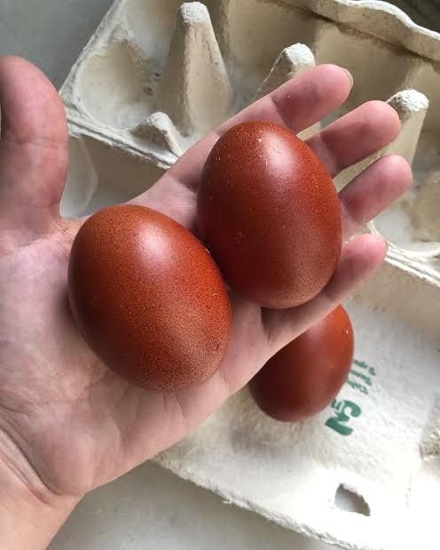 Элита маран жўжалари сотилади!