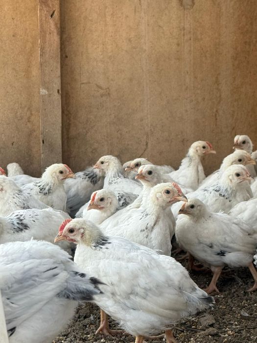 Продаются цыплята Адлера