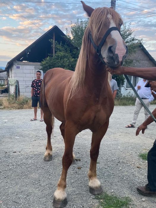 Sunt iapă de șapte ani 1,75 m bună de Ham