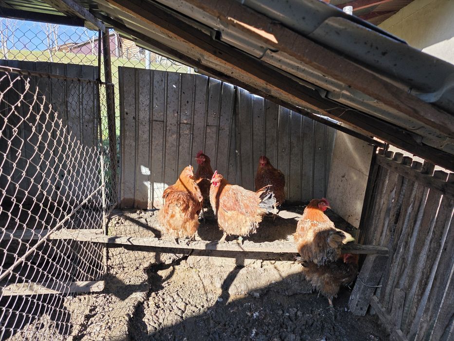 Ouă incubat rasă New hampshire