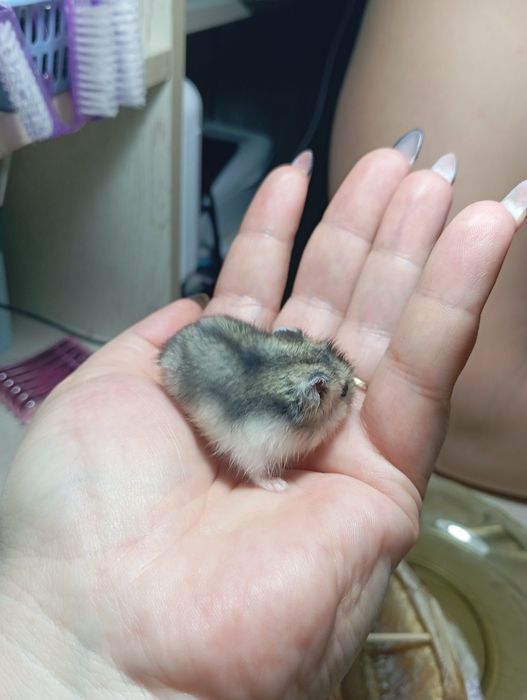 Продам очаровательных джунгариков