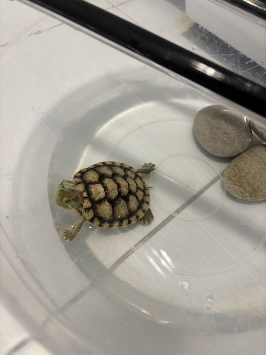 Красноухая черепашка