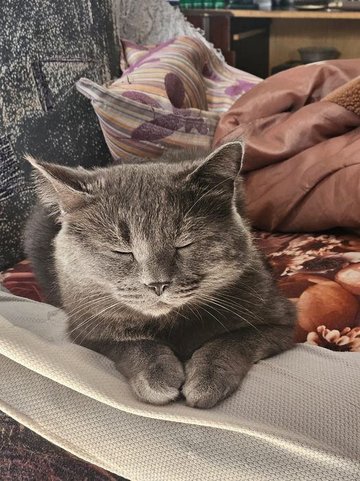 Домашняя животное, кот