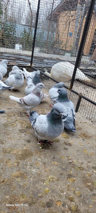 Porumbei standard românesc