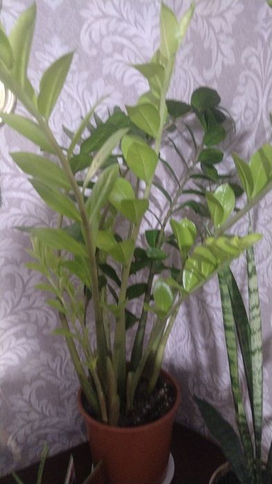 Продам доллоровое дерево 25000