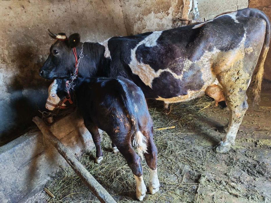 Vaci de vânzare de lapte