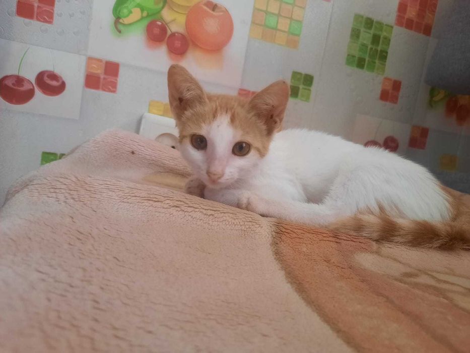 Отдам котёнка в добрые руки