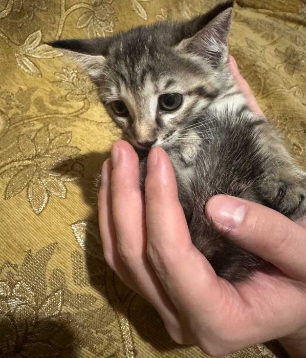 Отдам котят в добрые руки