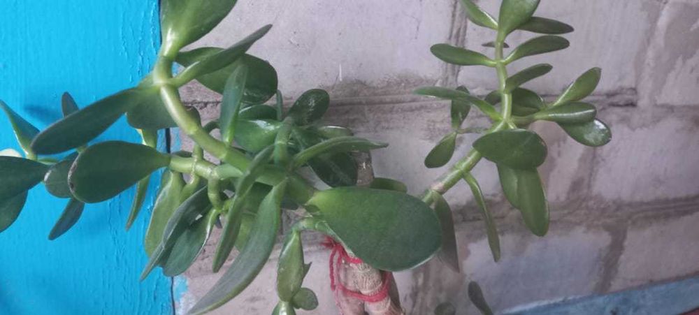 Алое Вера и Толстянка денежное дерево