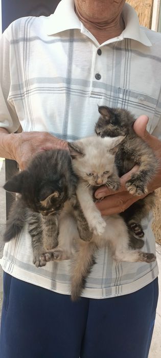 Кошки бесплатно домашние