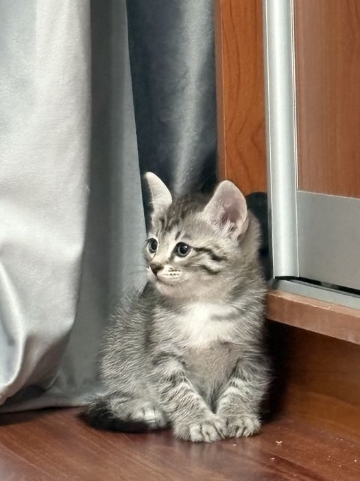 Шотландской котенок