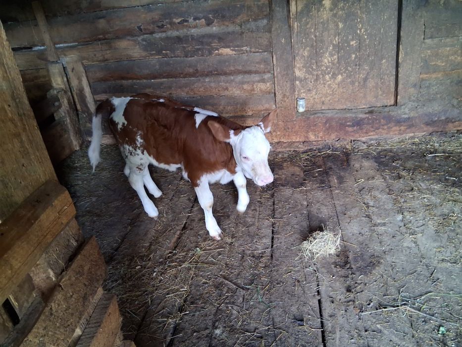 Vând vaca 4 ani viteaza 2 saptamani