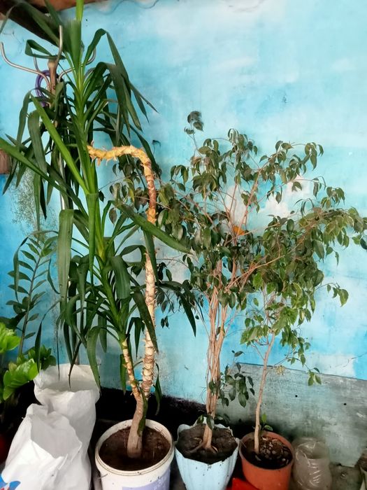 Домашние цветы красивые