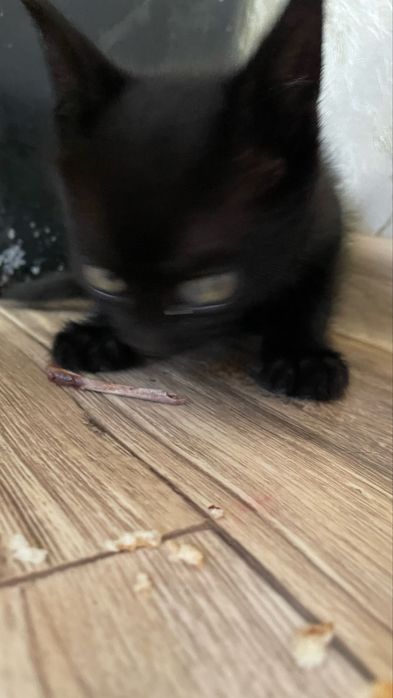 Отдам котят в хорошие руки