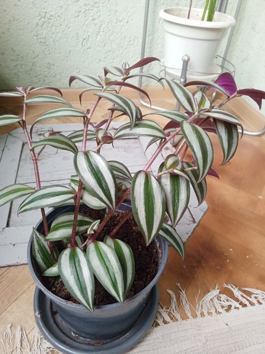 Продам Комнатные цветы