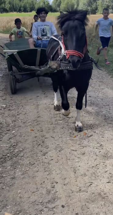 Vand ponei dau si schimb