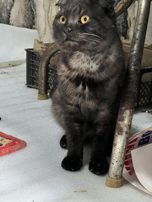 Скотиш фолд здаровые