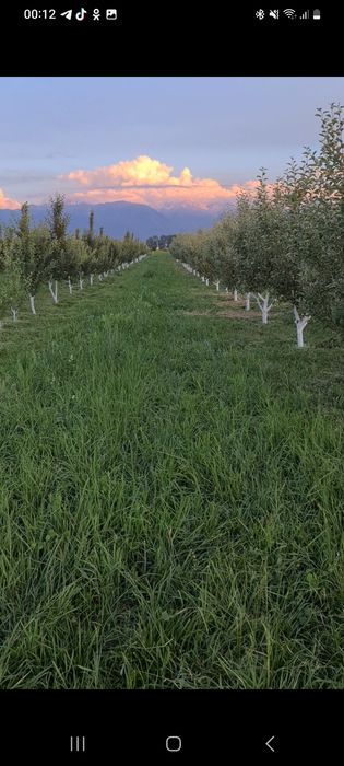 Сад яблоневый Иссык