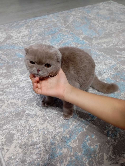 Котенок британец