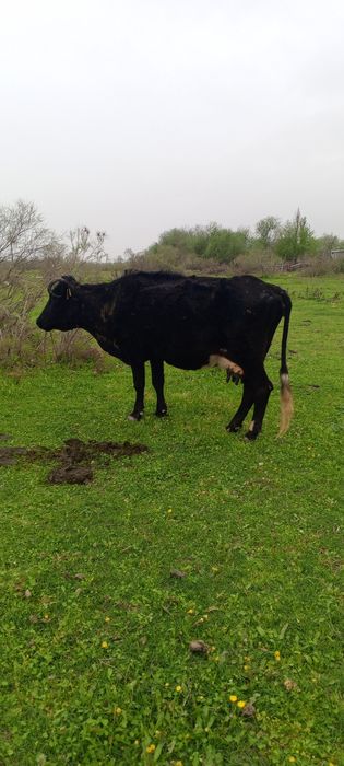 Продаю корова, бык, теленку