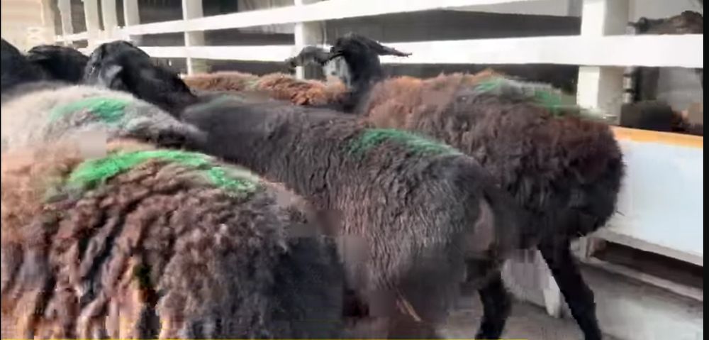 Ona qo'ylar egizchi qo'ylar sotiladi arzon narxda kelishtirib beramiz