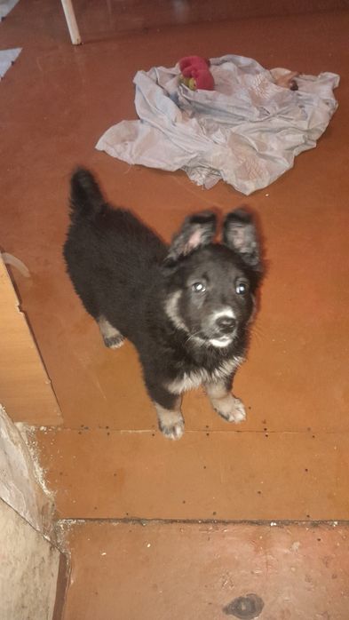 Дарю щенят!     .