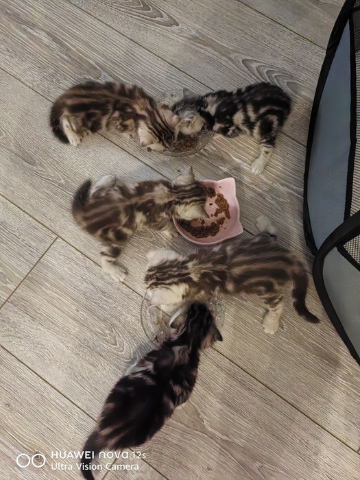 Продам Шотландских котят
