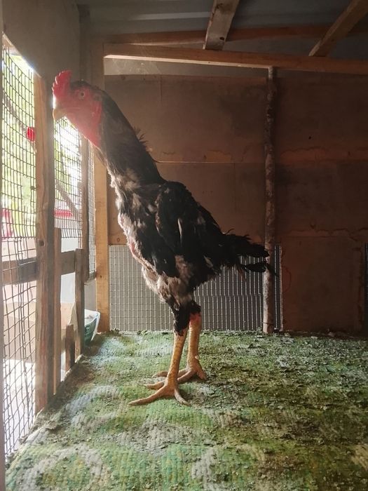 Дакан хороз йошга тулган