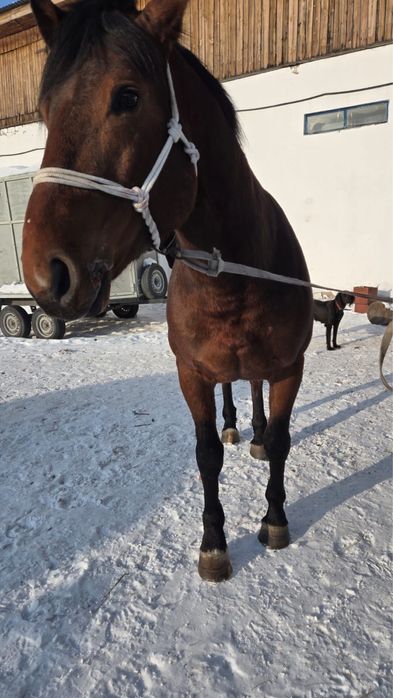 На продаже Жеребец Айгыр 6 лет