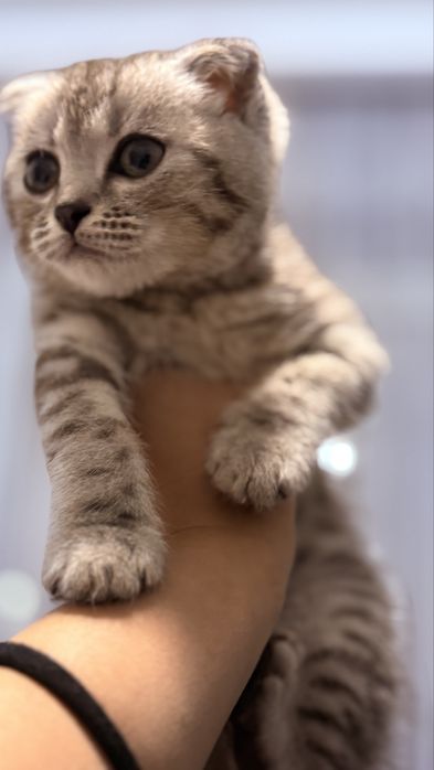 Вислоухий котенок
