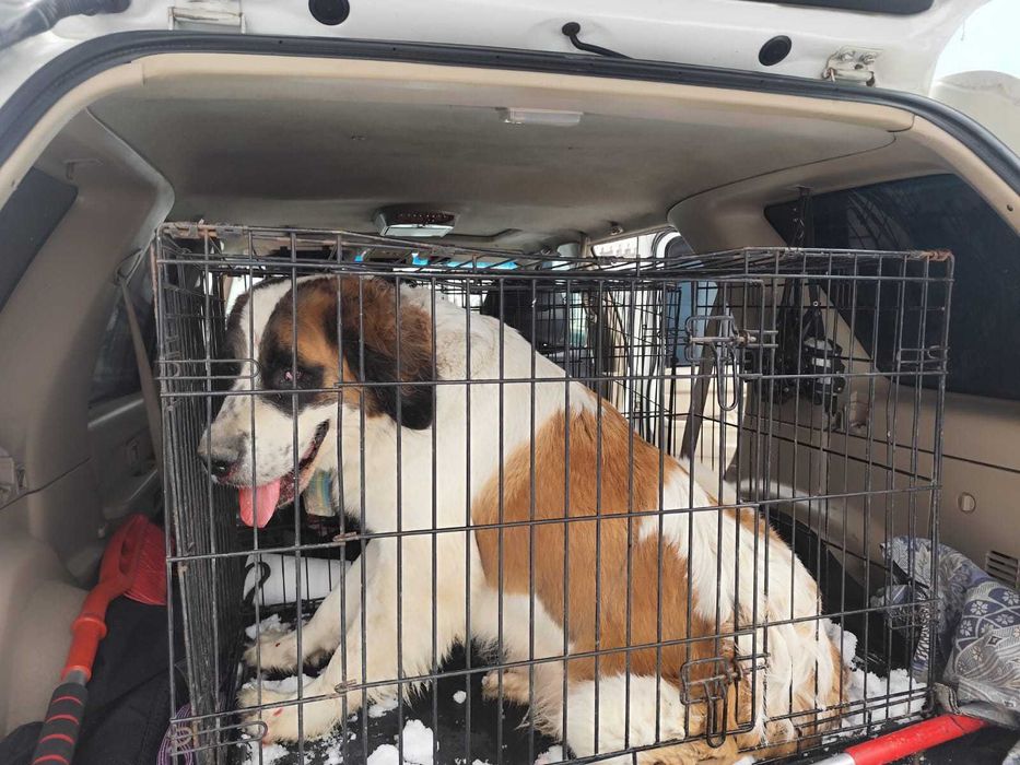 Московская строжевая пристраиваю