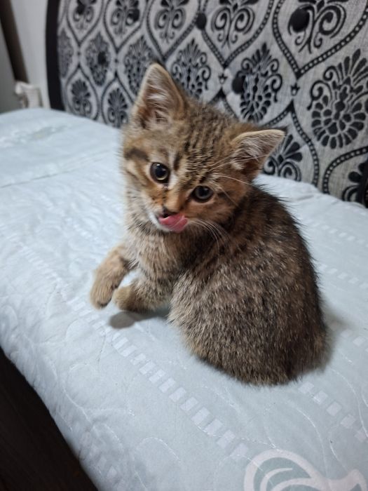 Мушукча сотилади