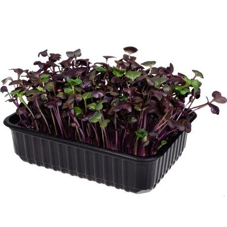 Микрозелень витграсс