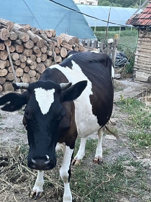 Vand vaca de lapte