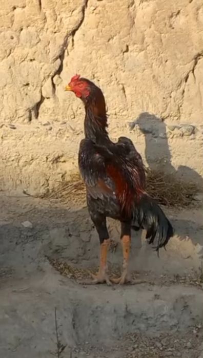 Salom aka ukalar kul xuroz sotiladi 2milyon kiliwamiz