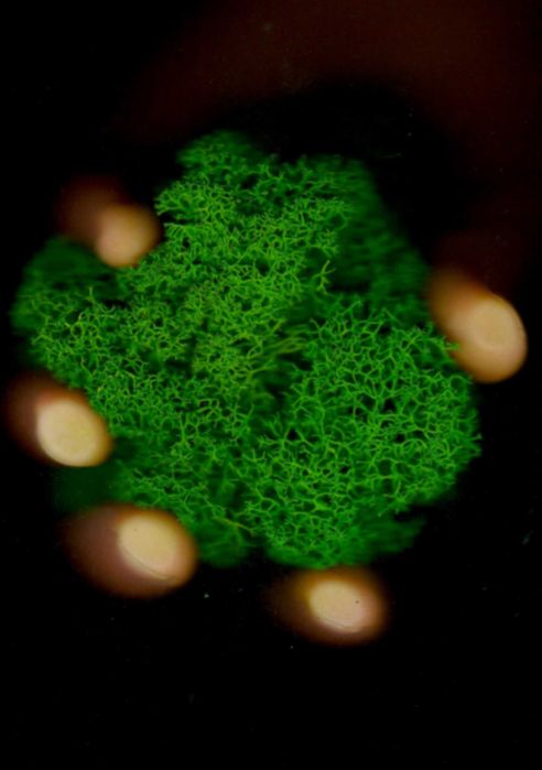 Стабилизированный мох (ягель), Зелёное Яблоко, свежий, 1 кг