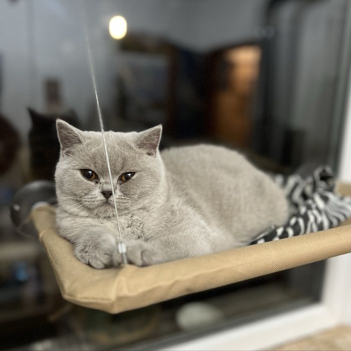 Чистокръвно Британско коте